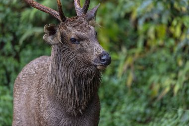 Yeşil ormanda boynuzları olan erkek geyik.