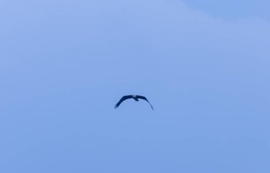 Mavi gökyüzünde uçan kartal