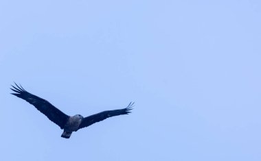 Mavi gökyüzünde uçan kartal