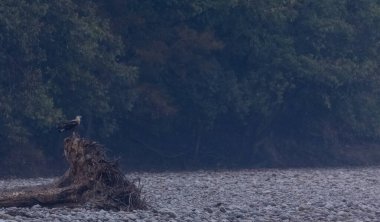 Ormandaki kurumuş ağaçta oturan bir kuşun yakın plan çekimi.
