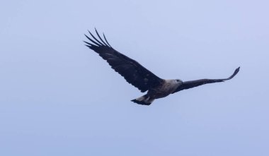Mavi gökyüzünde uçan kartal