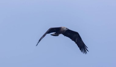 Mavi gökyüzünde uçan kartal