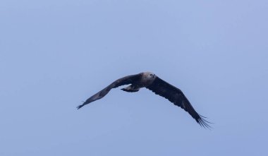 Mavi gökyüzünde uçan kartal