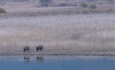 Jim Corbett, Uttarakhand, Hindistan - 09 Nisan 2023: Jim Corbett Ulusal Parkı Dhikala Bölgesi İşaret Kurulu. 