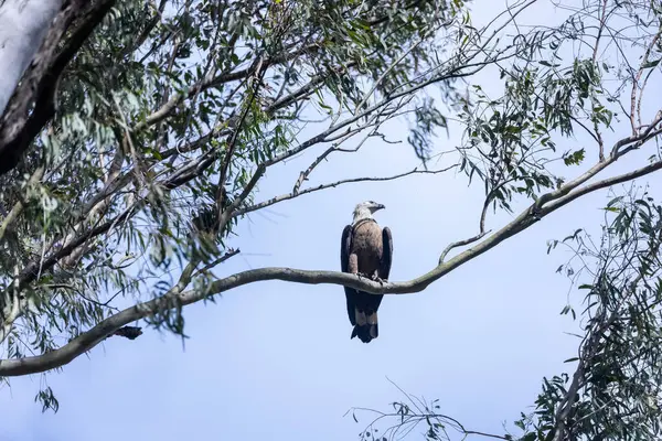 Siyah kuyruklu kartal ağaç dalına tünemiş. 