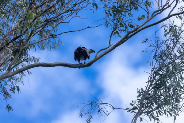 Siyah kuyruklu kartal ağaç dalına tünemiş. 