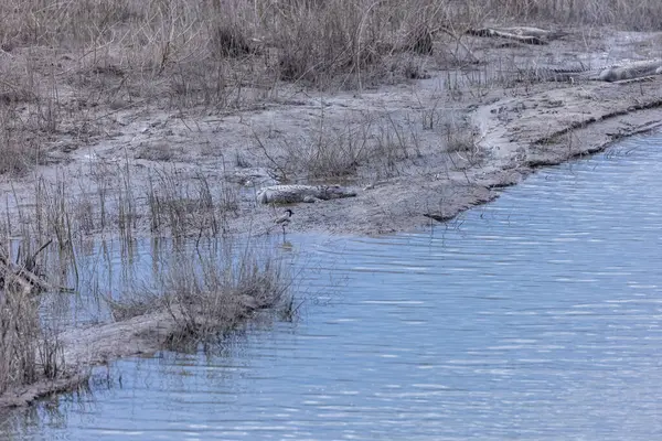 Jim Corbett, Uttarakhand, Hindistan - 09 Nisan 2023: Jim Corbett Ulusal Parkı Dhikala Bölgesi İşaret Kurulu. 
