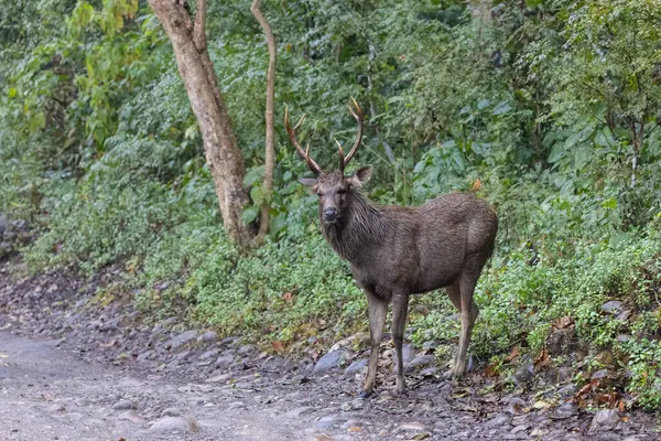 Yeşil ormanda boynuzları olan erkek geyik.