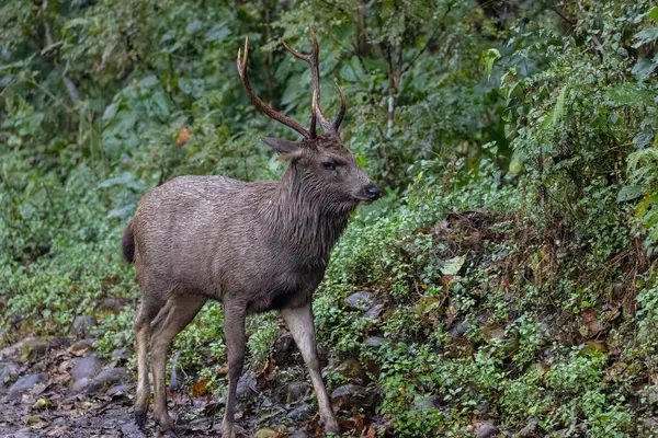 Yeşil ormanda boynuzları olan erkek geyik.