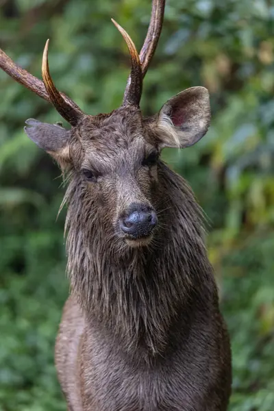 Yeşil ormanda boynuzları olan erkek geyik.