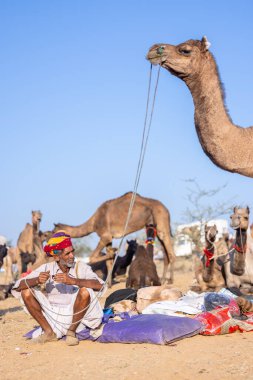Puşkar, Rajasthan, Hindistan - Kasım 09 2024: Geleneksel beyaz giysili rajasthani erkek portresi çöl panayırında deve fuarı sırasında deve ticareti sırasında sarıklı.