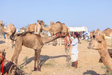 Puşkar, Rajasthan, Hindistan - Kasım 09 2024: Geleneksel beyaz giysili rajasthani erkek portresi çöl panayırında deve fuarı sırasında deve ticareti sırasında sarıklı.