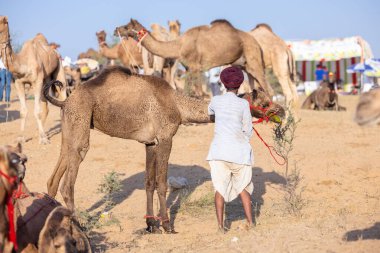 Puşkar, Rajasthan, Hindistan - Kasım 09 2024: Geleneksel beyaz giysili rajasthani erkek portresi çöl panayırında deve fuarı sırasında deve ticareti sırasında sarıklı.