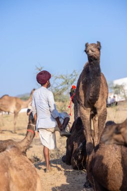 Puşkar, Rajasthan, Hindistan - Kasım 09 2024: Geleneksel beyaz giysili rajasthani erkek portresi çöl panayırında deve fuarı sırasında deve ticareti sırasında sarıklı.