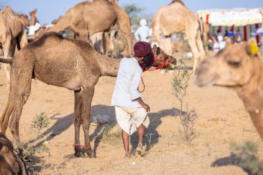 Puşkar, Rajasthan, Hindistan - Kasım 09 2024: Geleneksel beyaz giysili rajasthani erkek portresi çöl panayırında deve fuarı sırasında deve ticareti sırasında sarıklı.