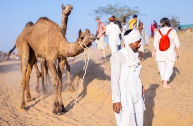 Puşkar, Rajasthan, Hindistan - Kasım 09 2024: Geleneksel beyaz giysili rajasthani erkek portresi çöl panayırında deve fuarı sırasında deve ticareti sırasında sarıklı.