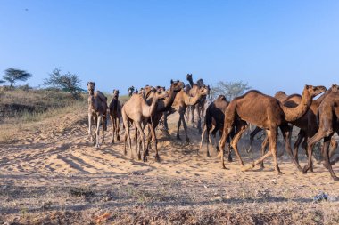 Puşkar, Rajasthan, Hindistan - Kasım 09 2024: Geleneksel beyaz giysili rajasthani erkek portresi çöl panayırında deve fuarı sırasında deve ticareti sırasında sarıklı.