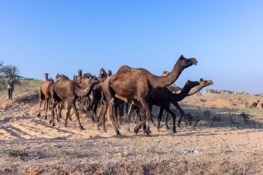 Puşkar, Rajasthan, Hindistan - Kasım 09 2024: Geleneksel beyaz giysili rajasthani erkek portresi çöl panayırında deve fuarı sırasında deve ticareti sırasında sarıklı.