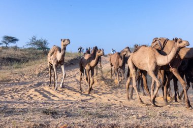 Puşkar, Rajasthan, Hindistan - Kasım 09 2024: Geleneksel beyaz giysili rajasthani erkek portresi çöl panayırında deve fuarı sırasında deve ticareti sırasında sarıklı.