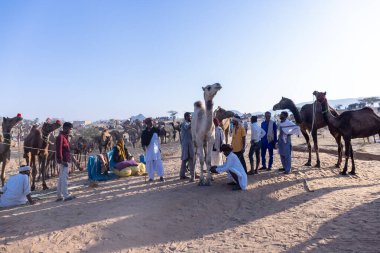 Puşkar, Rajasthan, Hindistan - Kasım 09 2024: Geleneksel beyaz giysili rajasthani erkek portresi çöl panayırında deve fuarı sırasında deve ticareti sırasında sarıklı.