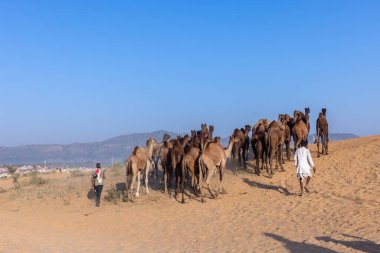 Puşkar, Rajasthan, Hindistan - Kasım 09 2024: Geleneksel beyaz giysili rajasthani erkek portresi çöl panayırında deve fuarı sırasında deve ticareti sırasında sarıklı.