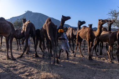 Puşkar, Rajasthan, Hindistan - Kasım 09 2024: Geleneksel beyaz giysili rajasthani erkek portresi çöl panayırında deve fuarı sırasında deve ticareti sırasında sarıklı.