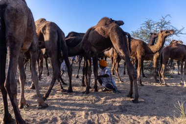 Puşkar, Rajasthan, Hindistan - Kasım 09 2024: Geleneksel beyaz giysili rajasthani erkek portresi çöl panayırında deve fuarı sırasında deve ticareti sırasında sarıklı.