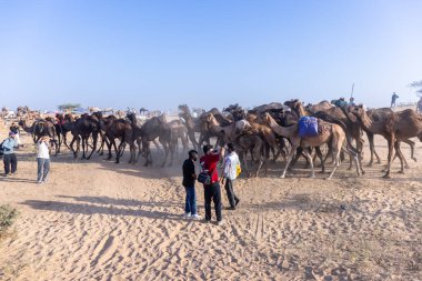 Puşkar, Rajasthan, Hindistan - Kasım 09 2024: Geleneksel beyaz giysili rajasthani erkek portresi çöl panayırında deve fuarı sırasında deve ticareti sırasında sarıklı.