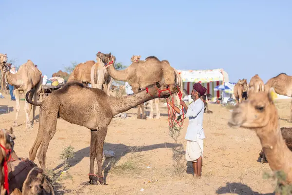 Puşkar, Rajasthan, Hindistan - Kasım 09 2024: Geleneksel beyaz giysili rajasthani erkek portresi çöl panayırında deve fuarı sırasında deve ticareti sırasında sarıklı.