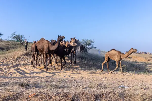 Puşkar, Rajasthan, Hindistan - Kasım 09 2024: Geleneksel beyaz giysili rajasthani erkek portresi çöl panayırında deve fuarı sırasında deve ticareti sırasında sarıklı.