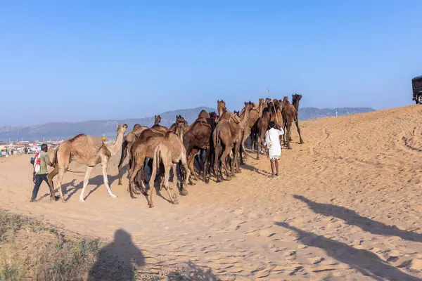 Puşkar, Rajasthan, Hindistan - Kasım 09 2024: Geleneksel beyaz giysili rajasthani erkek portresi çöl panayırında deve fuarı sırasında deve ticareti sırasında sarıklı.