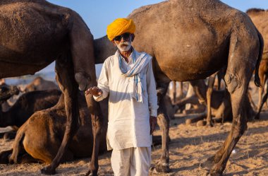 Puşkar, Rajasthan, Hindistan - Kasım 09 2024: Geleneksel beyaz elbiseli bir rajasthani erkeğinin portresi çöl panayırında deve pazarında deve ticareti yaparken renkli sarıklı.