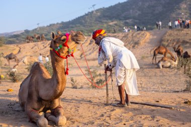 Puşkar, Rajasthan, Hindistan - Kasım 09 2024: Geleneksel beyaz elbiseli bir rajasthani erkeğinin portresi çöl panayırında deve pazarında deve ticareti yaparken renkli sarıklı.