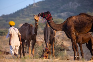 Pushkar Fuarı, deve festivali sırasında kum tepelerinin çöl zemininde deve süslemesi