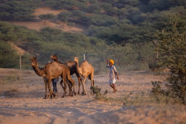 Puşkar, Rajasthan, Hindistan - Kasım 09 2024: İtme deve fuarı sırasında develeri takas etmek için çöl panayırında.