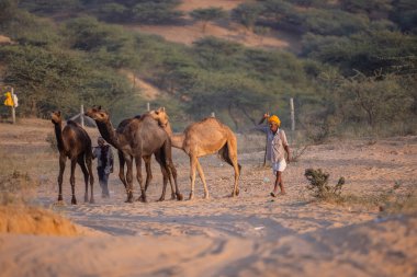 Puşkar, Rajasthan, Hindistan - Kasım 09 2024: İtme deve fuarı sırasında develeri takas etmek için çöl panayırında.
