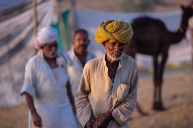 Puşkar, Rajasthan, Hindistan - Kasım 09 2024: Geleneksel beyaz elbiseli bir rajasthani erkeğinin portresi çöl panayırında deve pazarında deve ticareti yaparken renkli sarıklı.