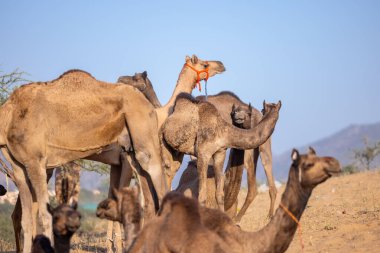 Puşkar, Rajasthan, Hindistan - Kasım 09 2024: İtme deve fuarı sırasında develeri takas etmek için çöl panayırında.