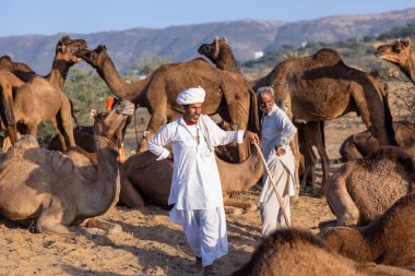 Puşkar, Rajasthan, Hindistan - 09 Kasım 2024: Çöldeki fuar alanında develerin ticareti sırasında geleneksel giysili bir Rajasthani halkının portresi.
