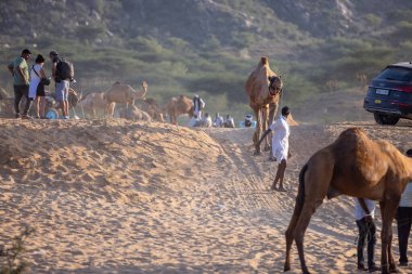 Puşkar, Rajasthan, Hindistan - 09 Kasım 2024: Çöldeki fuar alanında develerin ticareti sırasında geleneksel giysili bir Rajasthani halkının portresi.