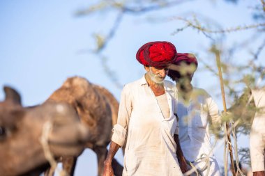 Puşkar, Rajasthan, Hindistan - 09 Kasım 2024: Çöldeki fuar alanında develerin ticareti sırasında geleneksel giysili bir Rajasthani halkının portresi.