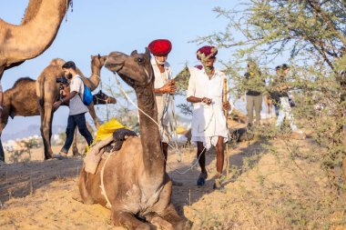 Puşkar, Rajasthan, Hindistan - 09 Kasım 2024: Çöldeki fuar alanında develerin ticareti sırasında geleneksel giysili bir Rajasthani halkının portresi.