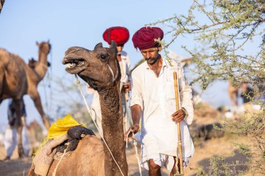 Puşkar, Rajasthan, Hindistan - 09 Kasım 2024: Çöldeki fuar alanında develerin ticareti sırasında geleneksel giysili bir Rajasthani halkının portresi.