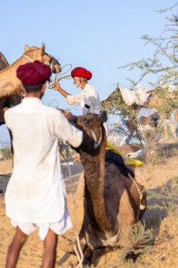 Puşkar, Rajasthan, Hindistan - 09 Kasım 2024: Çöldeki fuar alanında develerin ticareti sırasında geleneksel giysili bir Rajasthani halkının portresi.