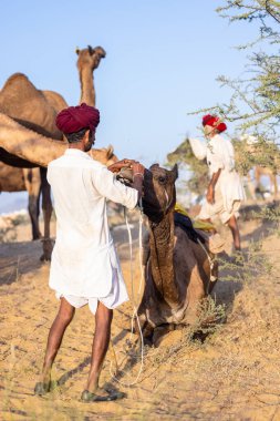 Puşkar, Rajasthan, Hindistan - 09 Kasım 2024: Çöldeki fuar alanında develerin ticareti sırasında geleneksel giysili bir Rajasthani halkının portresi.