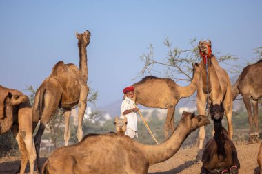 Puşkar, Rajasthan, Hindistan - 09 Kasım 2024: Çöldeki fuar alanında develerin ticareti sırasında geleneksel giysili bir Rajasthani halkının portresi.