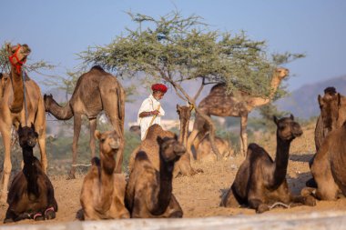 Puşkar, Rajasthan, Hindistan - 09 Kasım 2024: Çöldeki fuar alanında develerin ticareti sırasında geleneksel giysili bir Rajasthani halkının portresi.