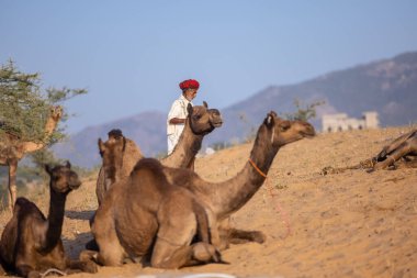 Puşkar, Rajasthan, Hindistan - 09 Kasım 2024: Çöldeki fuar alanında develerin ticareti sırasında geleneksel giysili bir Rajasthani halkının portresi.