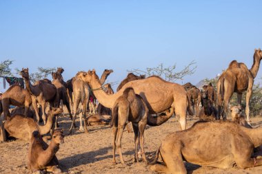 Puşkar, Rajasthan, Hindistan - 09 Kasım 2024: Çöldeki fuar alanında develerin ticareti sırasında geleneksel giysili bir Rajasthani halkının portresi.