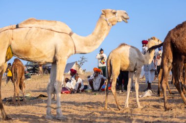 Puşkar, Rajasthan, Hindistan - 09 Kasım 2024: Çöldeki fuar alanında develerin ticareti sırasında geleneksel giysili bir Rajasthani halkının portresi.